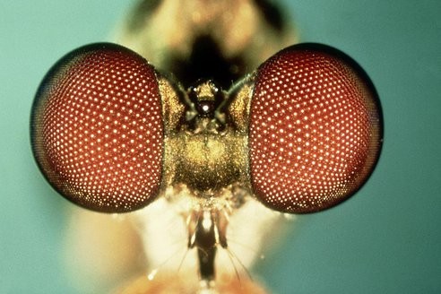 Gli occhi degli insetti potrebbero essere la chiave per ridurre il riflesso dei display