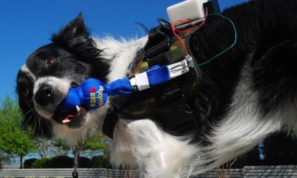 Google Glass in versione canina: ecco il progetto FIDO