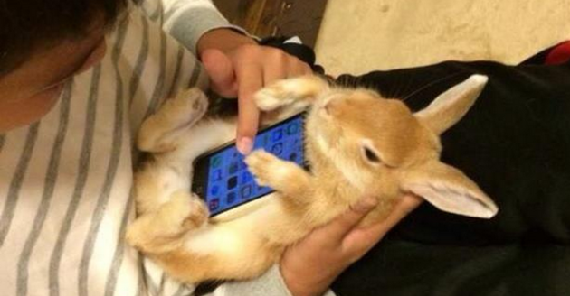 Per i giapponesi i conigli vivi sono ottimi case per smartphone (ma anche un gatto va benone)