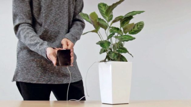 Con Bioo Lite sarà possibile ricaricare lo smartphone con una pianta