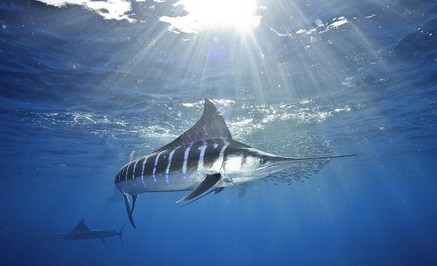 Marlin