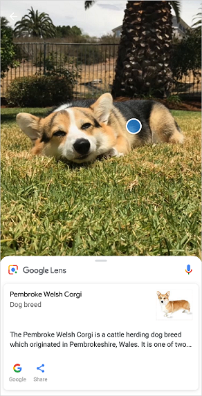 Corgi Google Lens
